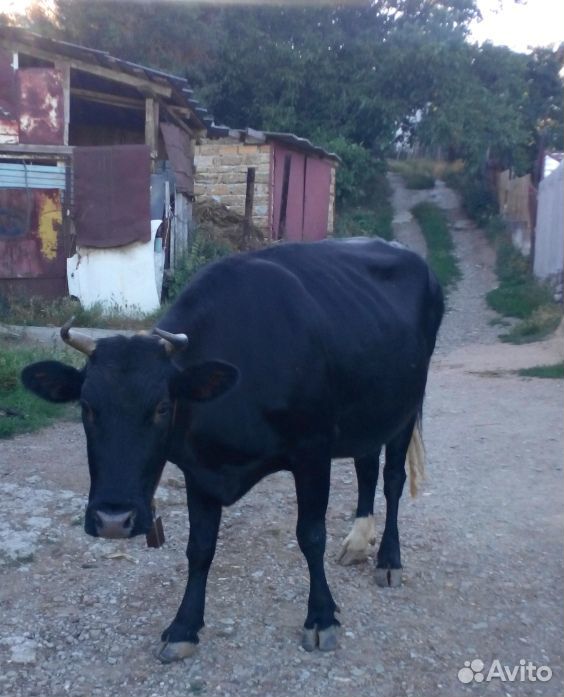 Продам корову стельную 8 мес купить на Зозу.ру - фотография № 3
