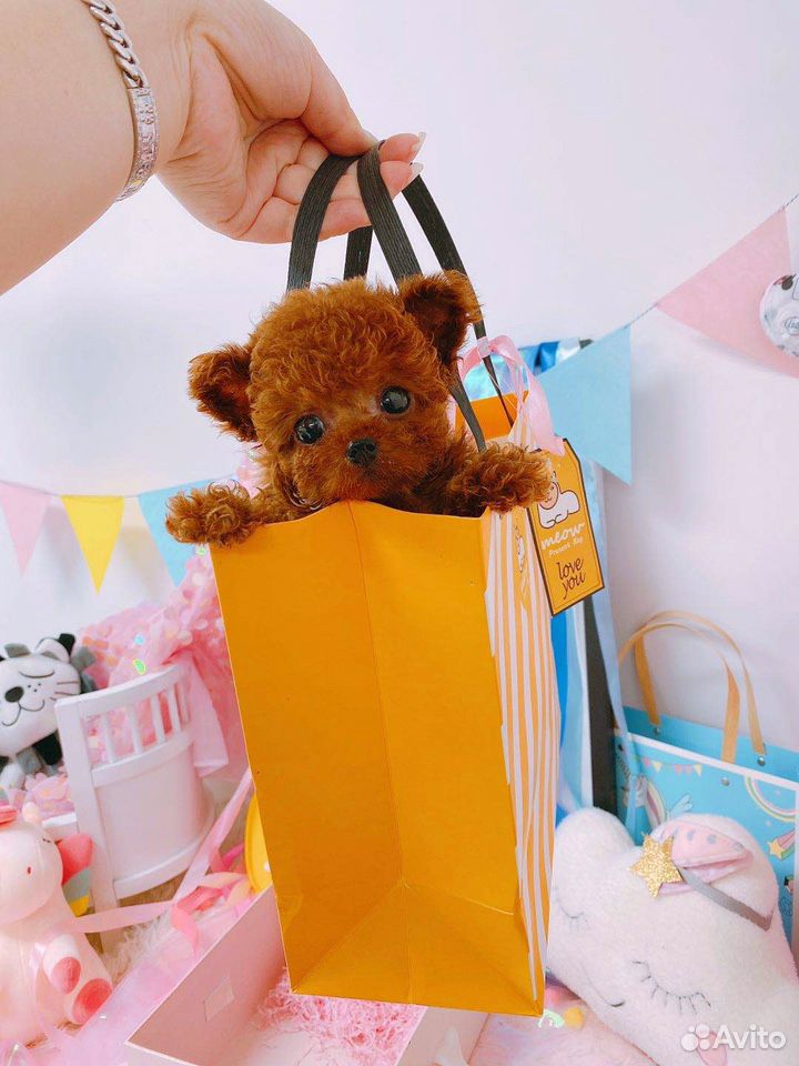 Тэдди пудель девочка Teddy teacup poodle купить на Зозу.ру - фотография № 1