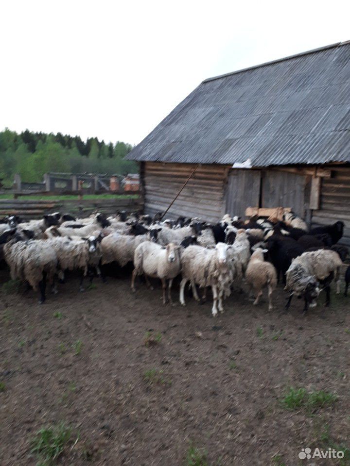 Продаётся овцы купить на Зозу.ру - фотография № 1