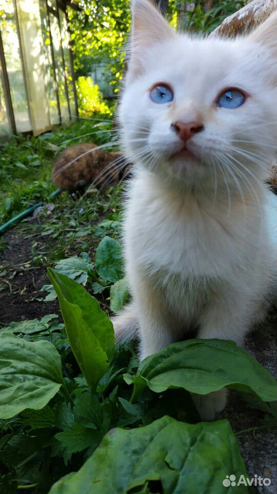 Котенок белый трёхшерстная серая купить на Зозу.ру - фотография № 8