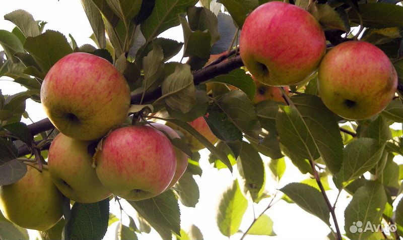 Саженцы алычи, абрикоса, яблони выращены в Киржаче купить на Зозу.ру - фотография № 4