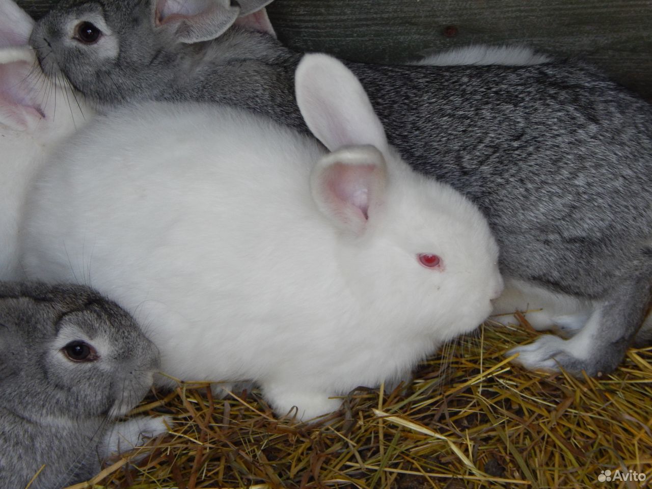 Крольчата новозеландские белые купить на Зозу.ру - фотография № 2