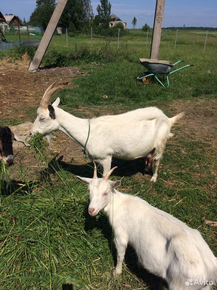 Продаются две дойные козы,молодая козочка и нубийс купить на Зозу.ру - фотография № 3