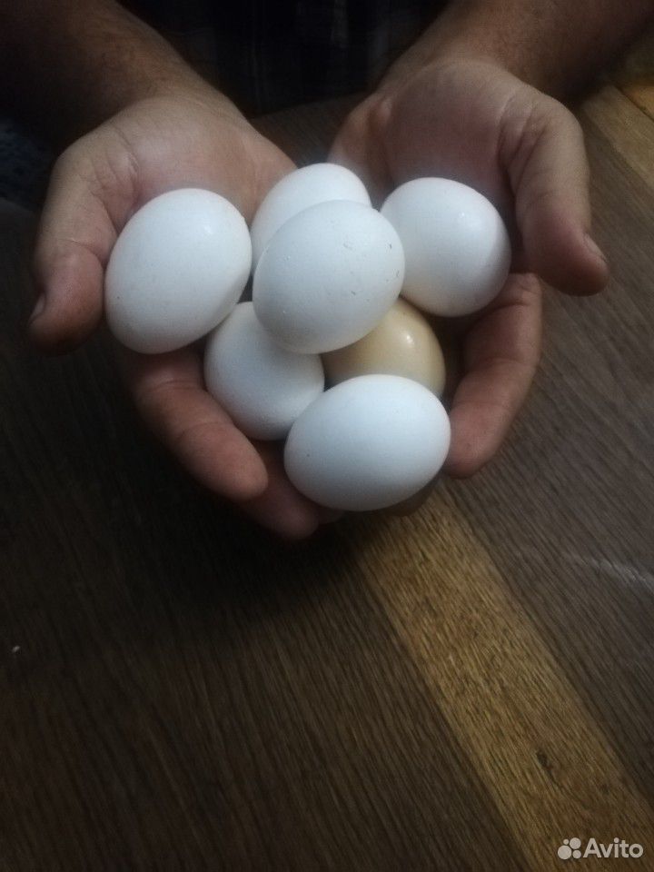 Куриные яицо купить на Зозу.ру - фотография № 2
