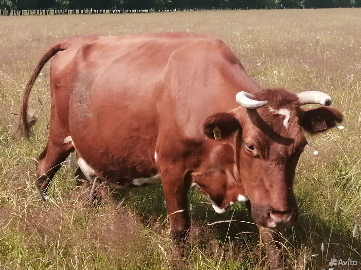 Корова, тёлка 2.5 года, бычок 1.5 годовалый, 2 тел купить на Зозу.ру - фотография № 1
