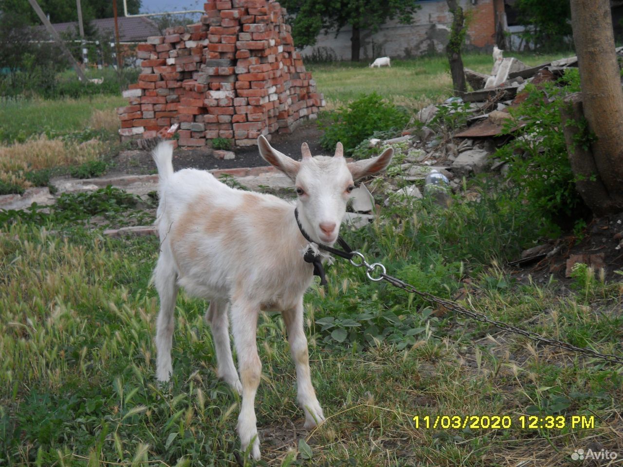 Козлята козы купить на Зозу.ру - фотография № 3