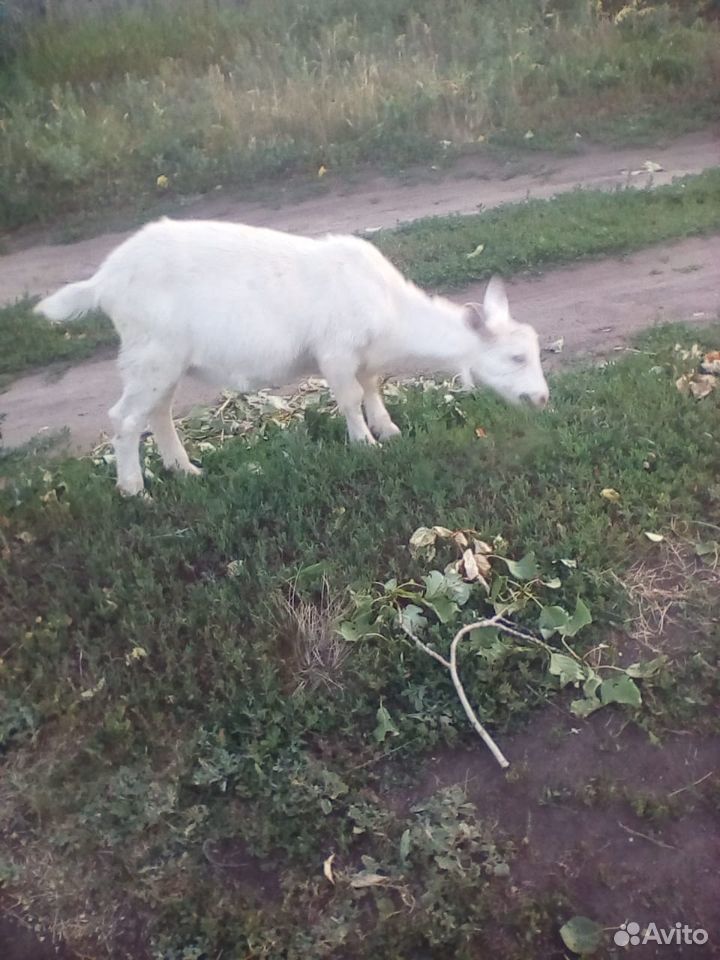 Молочные козы заанонубийской породы купить на Зозу.ру - фотография № 5