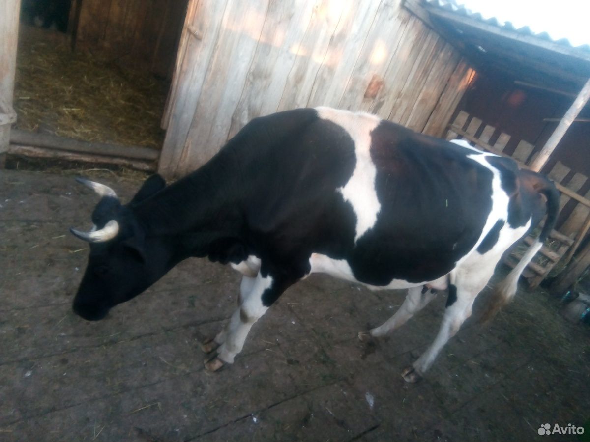 Продается корова,первотелка купить на Зозу.ру - фотография № 2