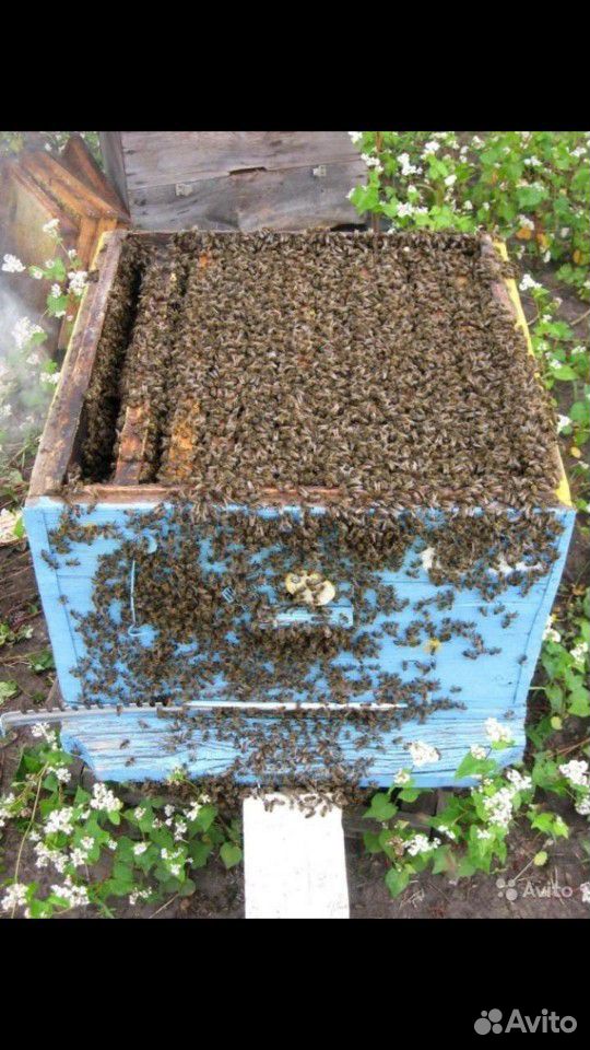 Продаются сильные пчелосемьи с ульями. Среднерусск купить на Зозу.ру - фотография № 1