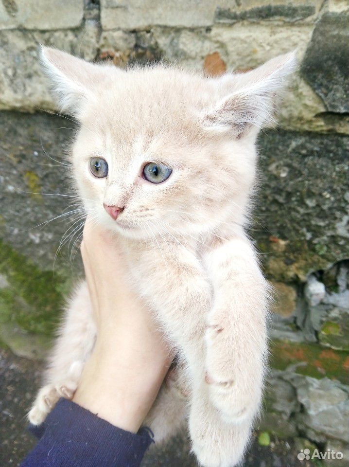 Котёнок (кошка) купить на Зозу.ру - фотография № 10