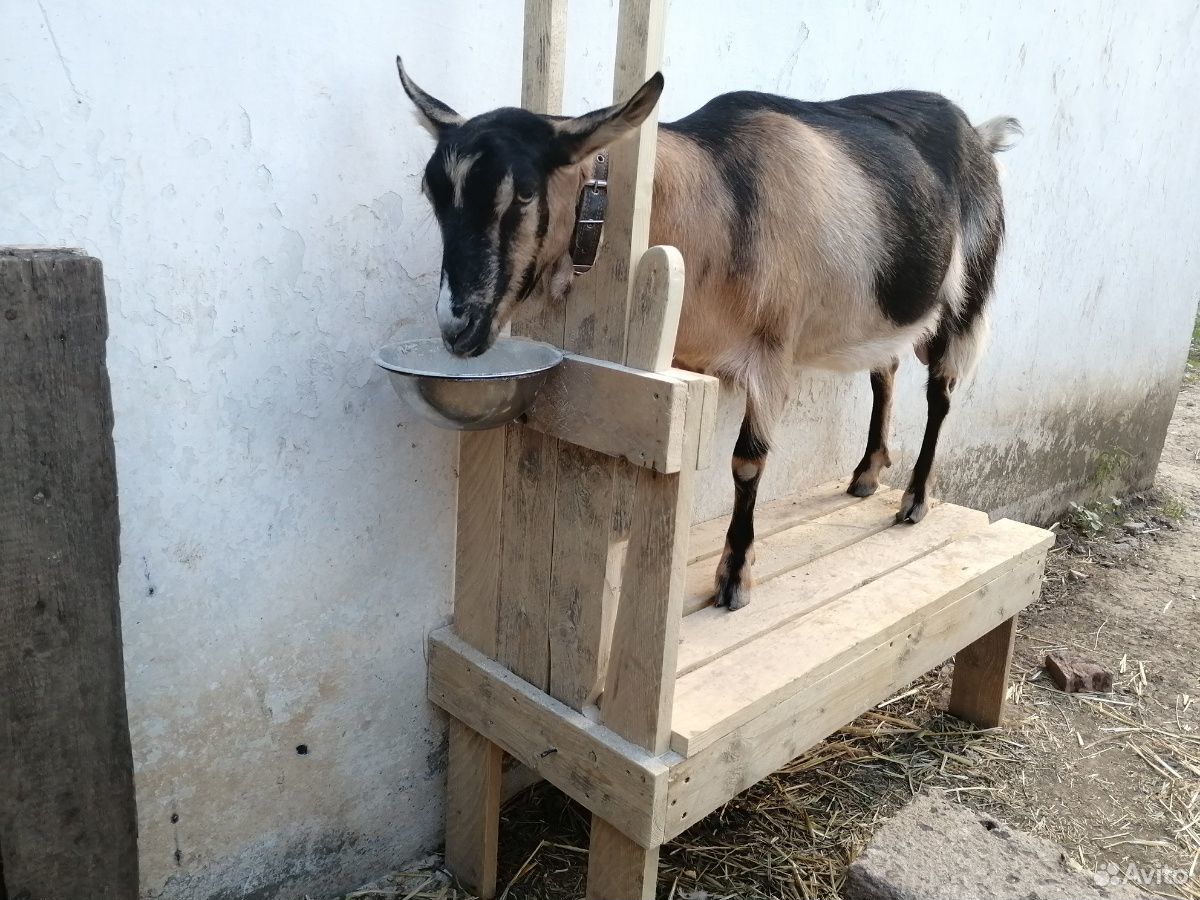 Станок для дойки коз купить на Зозу.ру - фотография № 1
