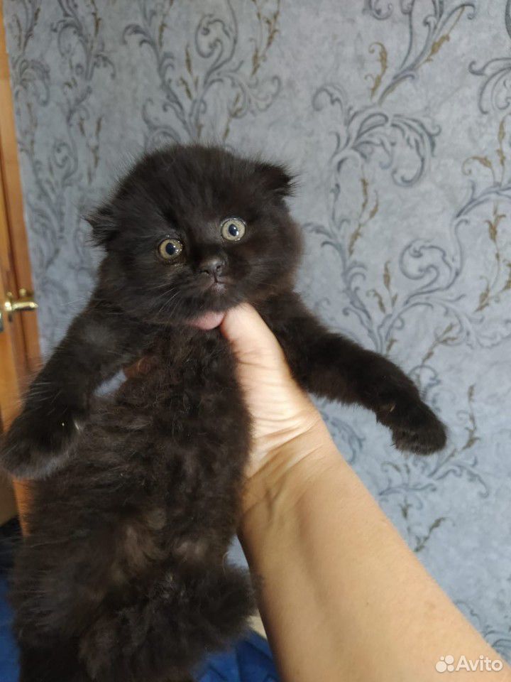 Чёрный шикарный котик купить на Зозу.ру - фотография № 3
