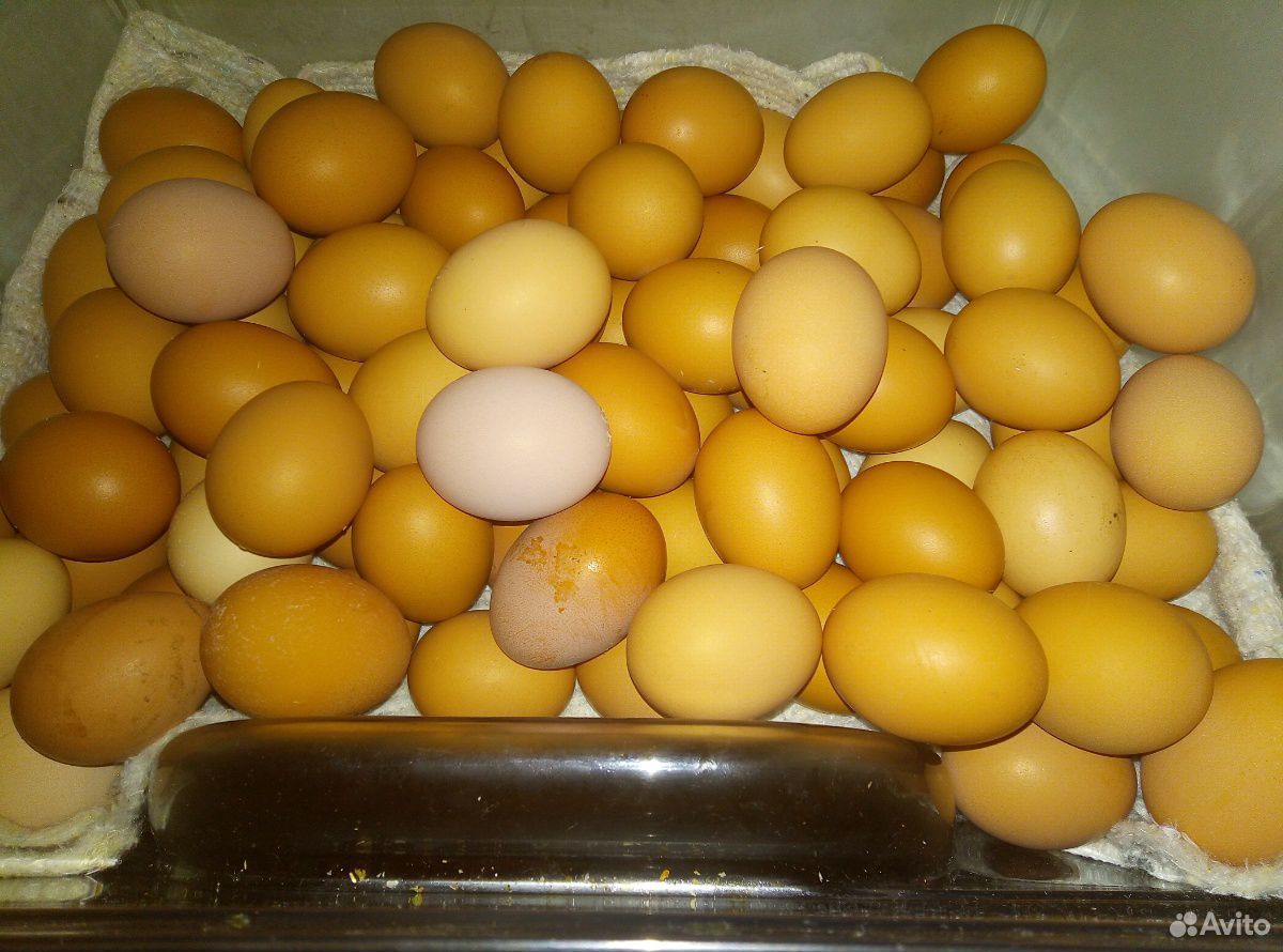 Яйцо молодое куриное, домашнее купить на Зозу.ру - фотография № 2
