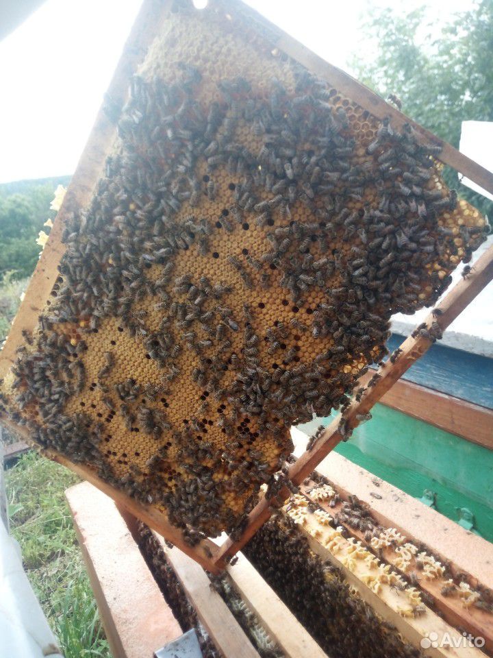 Матки, пчелопакеты, семьи купить на Зозу.ру - фотография № 3