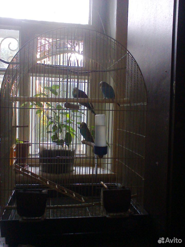 Волнистые попугаи-голубые с клеткой купить на Зозу.ру - фотография № 3