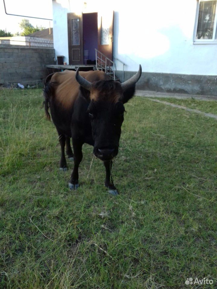 Корова дойная купить на Зозу.ру - фотография № 4