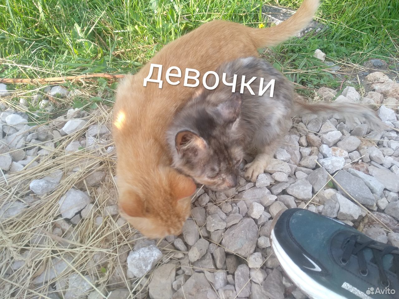 Отдам бездомных котят в хорошие руки купить на Зозу.ру - фотография № 6
