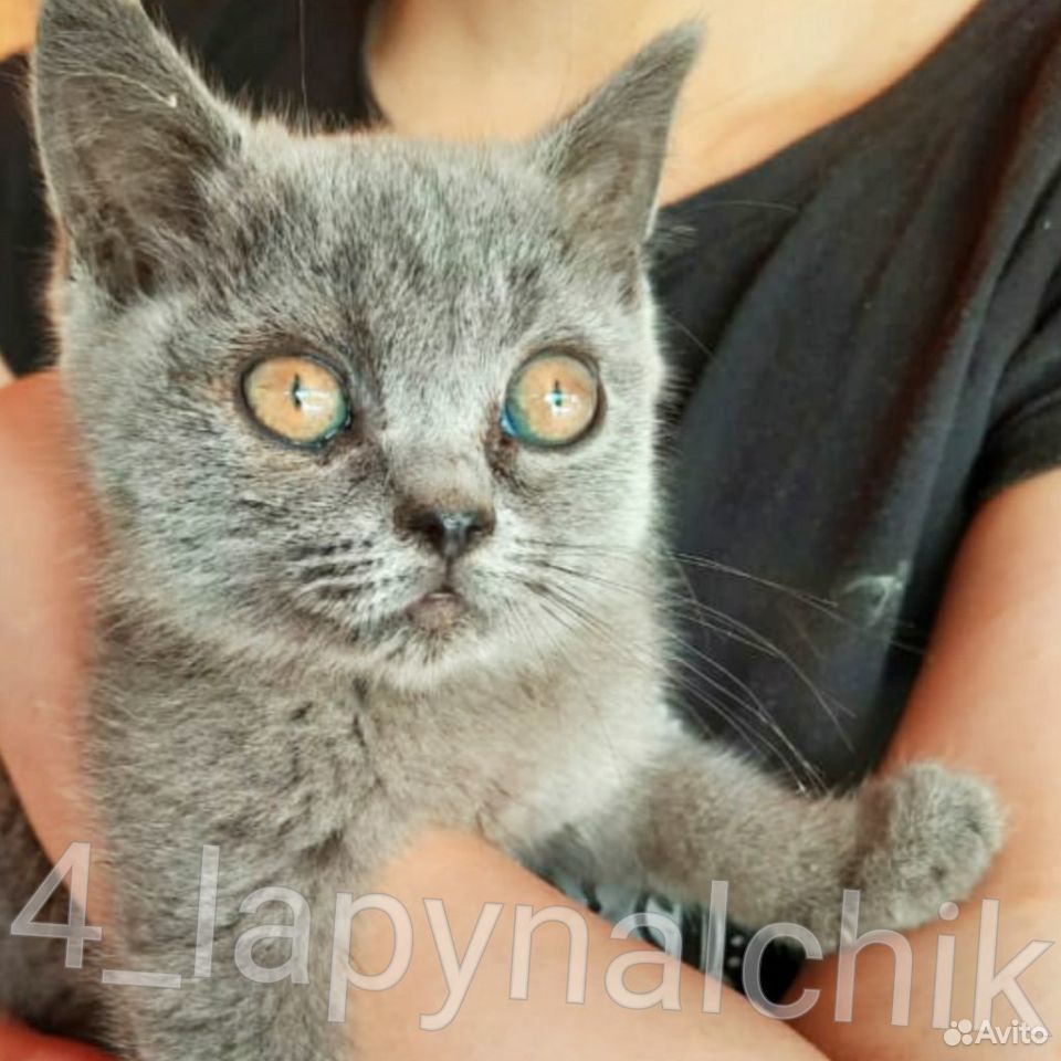 Котенка девочку купить на Зозу.ру - фотография № 2