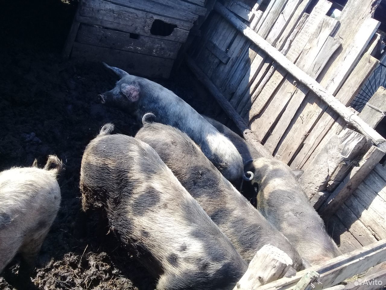 Свинки и хрячки на доращивание купить на Зозу.ру - фотография № 2