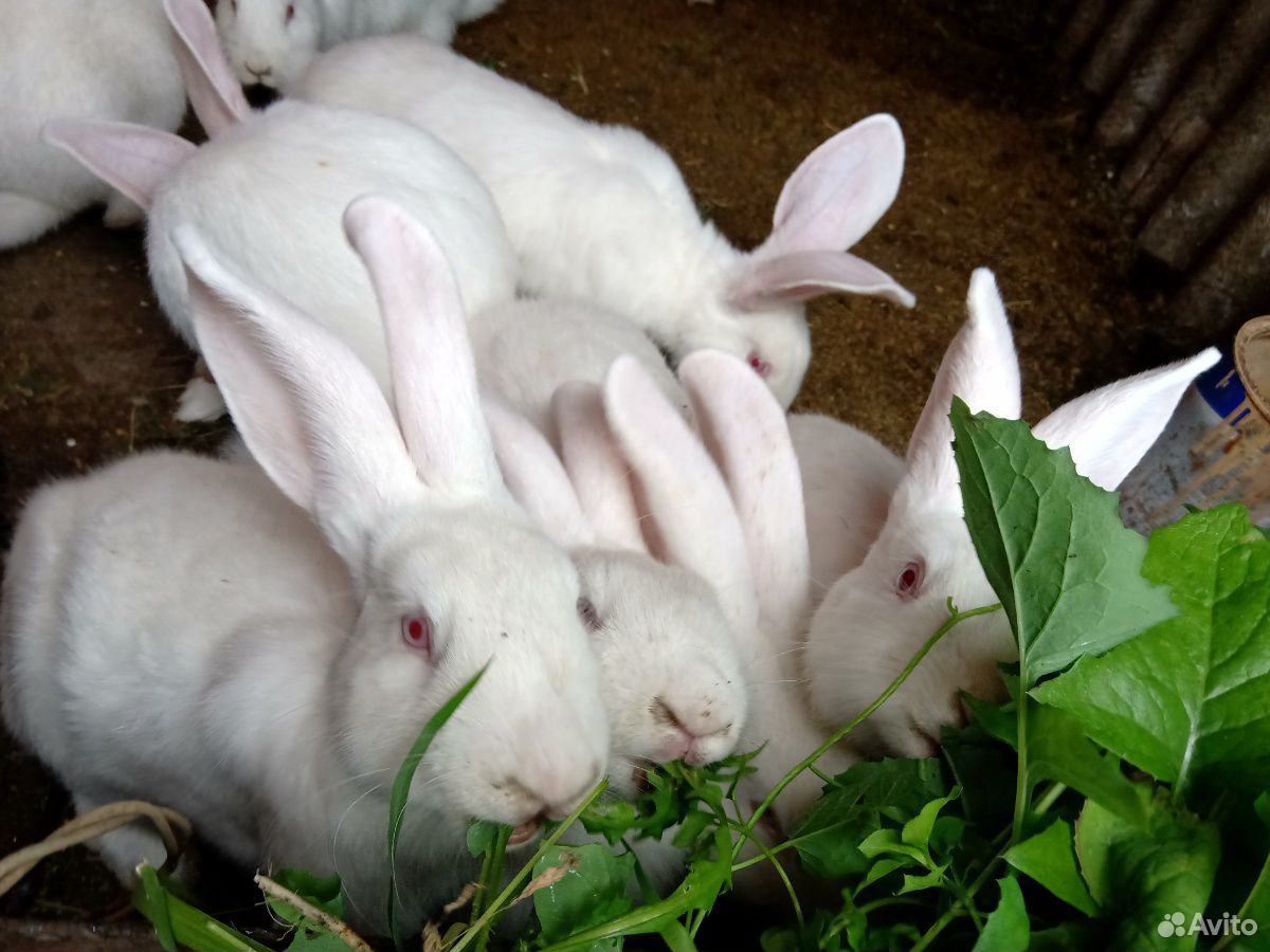 Обмен или продажа кроликов разных возрастов и поро купить на Зозу.ру - фотография № 4
