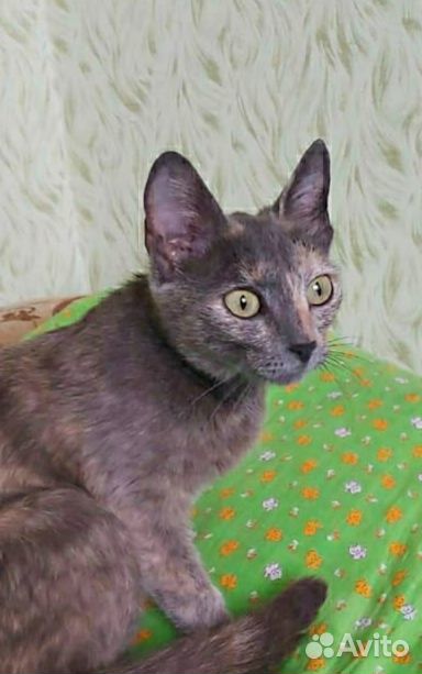 Кошка 10 месяцев стерилизована купить на Зозу.ру - фотография № 3