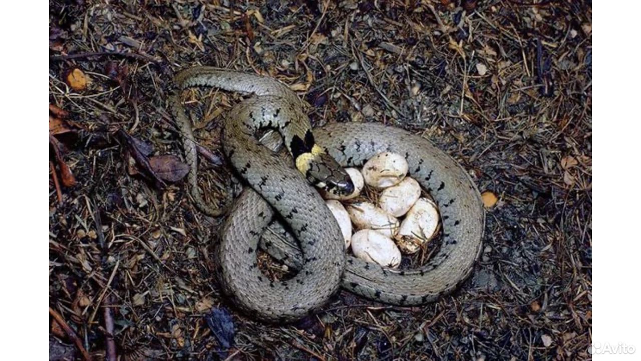 Какие яйца змей. Яйцеживорождение гадюка. Змеиное гнездо гадюки. Живородящие змеи гадюки. Обыкновенный уж откладывает яйца.