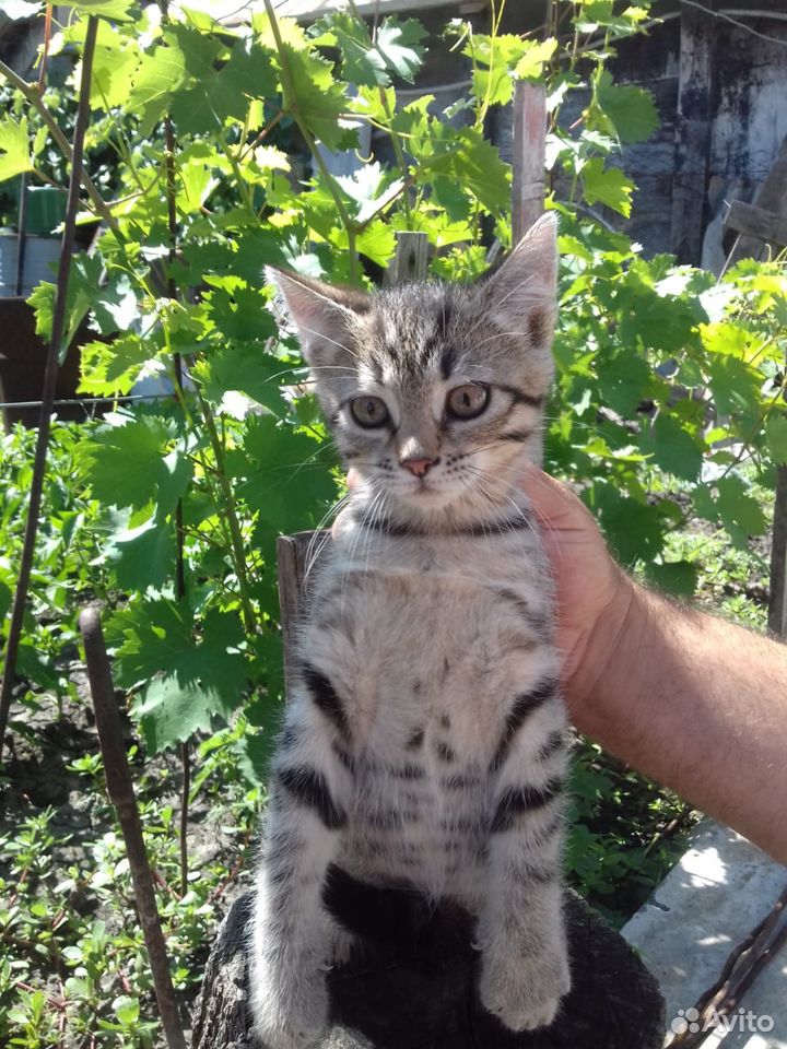 Котятя купить на Зозу.ру - фотография № 2