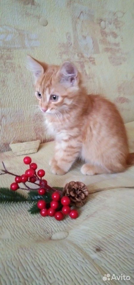 Котенок-тигренок купить на Зозу.ру - фотография № 3