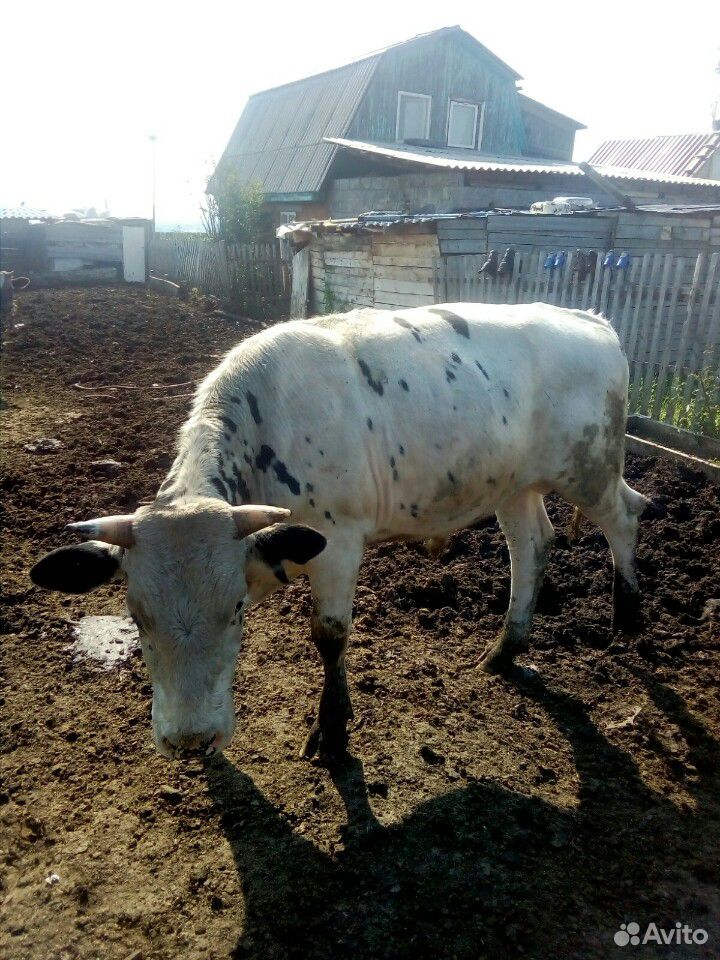 Корова и бык на мясо купить на Зозу.ру - фотография № 3