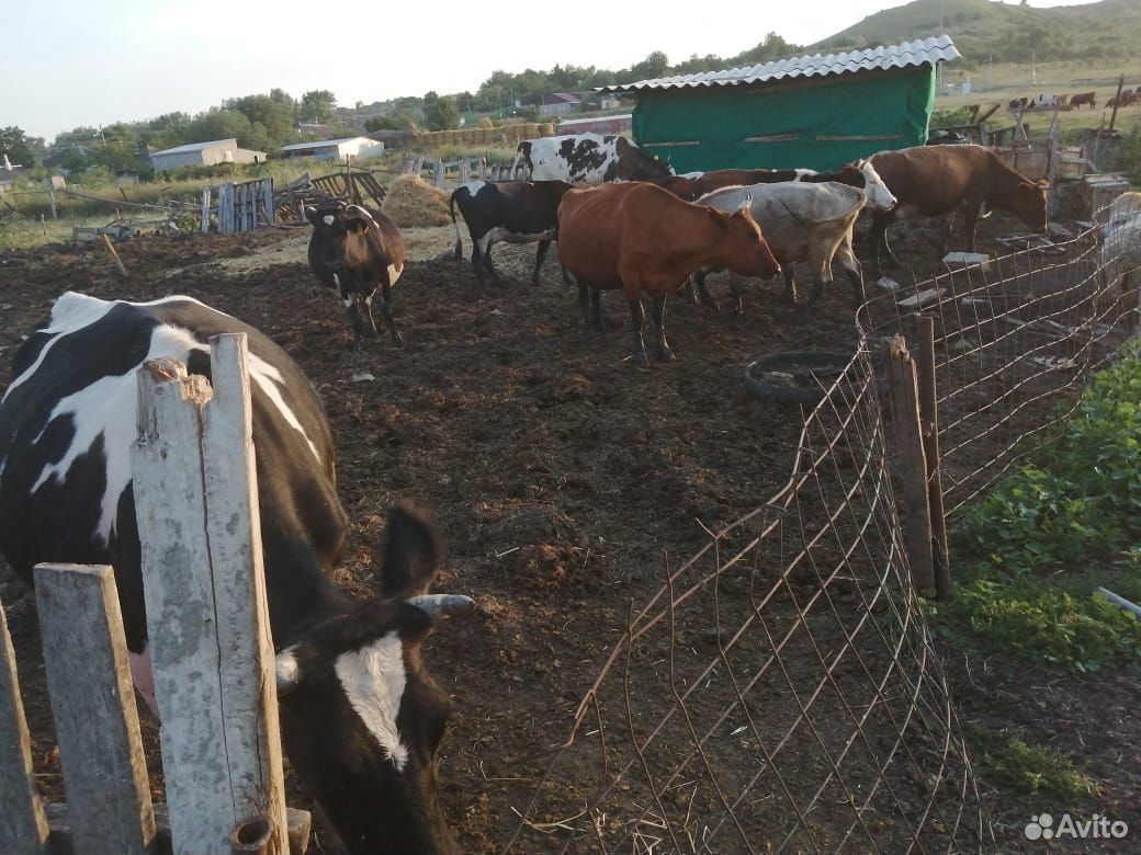 Коровы стельные купить на Зозу.ру - фотография № 1