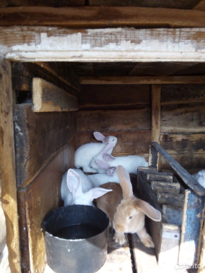 Продаются кролики купить на Зозу.ру - фотография № 3