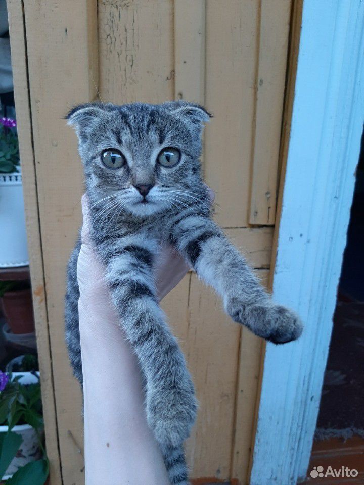 Вислоухий котенок девочка купить на Зозу.ру - фотография № 5
