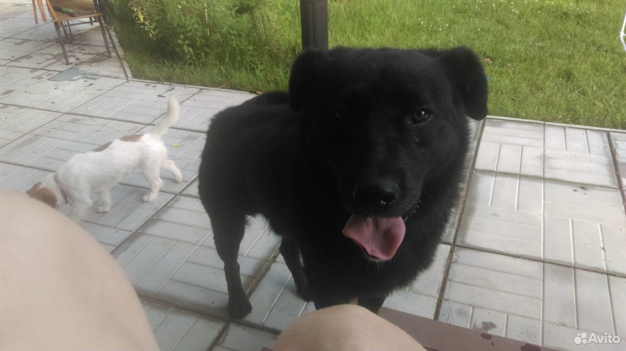 Молодой пёс Рембо ищет новых хозяев купить на Зозу.ру - фотография № 2
