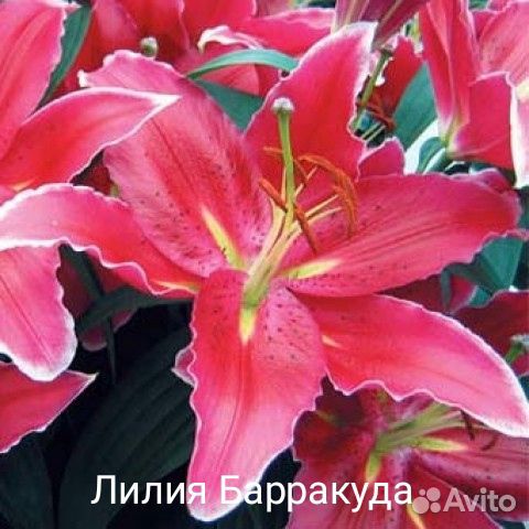 Цветы многолетние,саженцы роз купить на Зозу.ру - фотография № 3