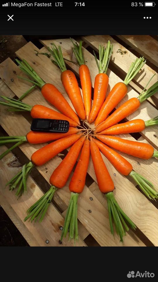 Морковь "Абако" урожай 2020 купить на Зозу.ру - фотография № 1
