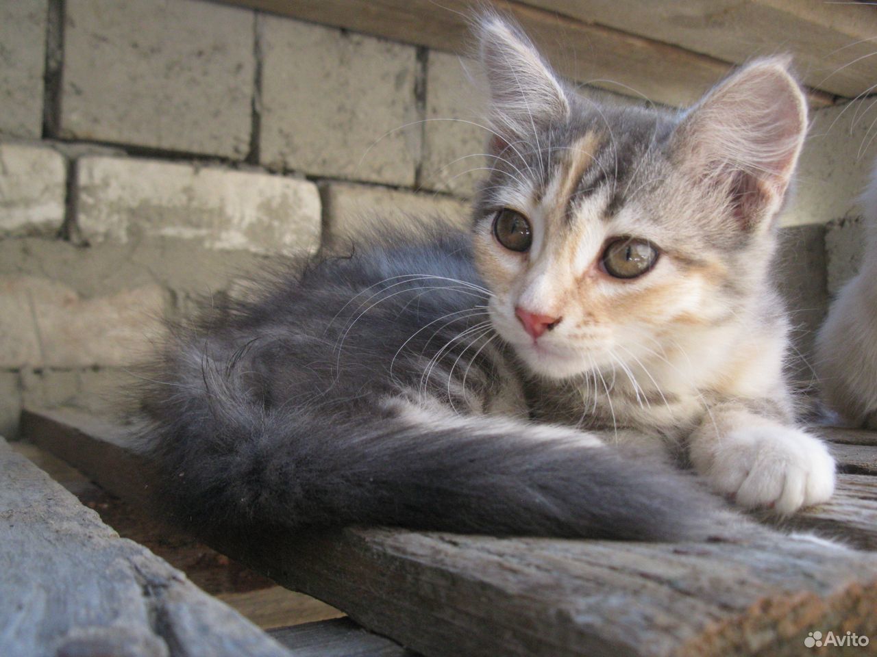 Бесценные котята купить на Зозу.ру - фотография № 2