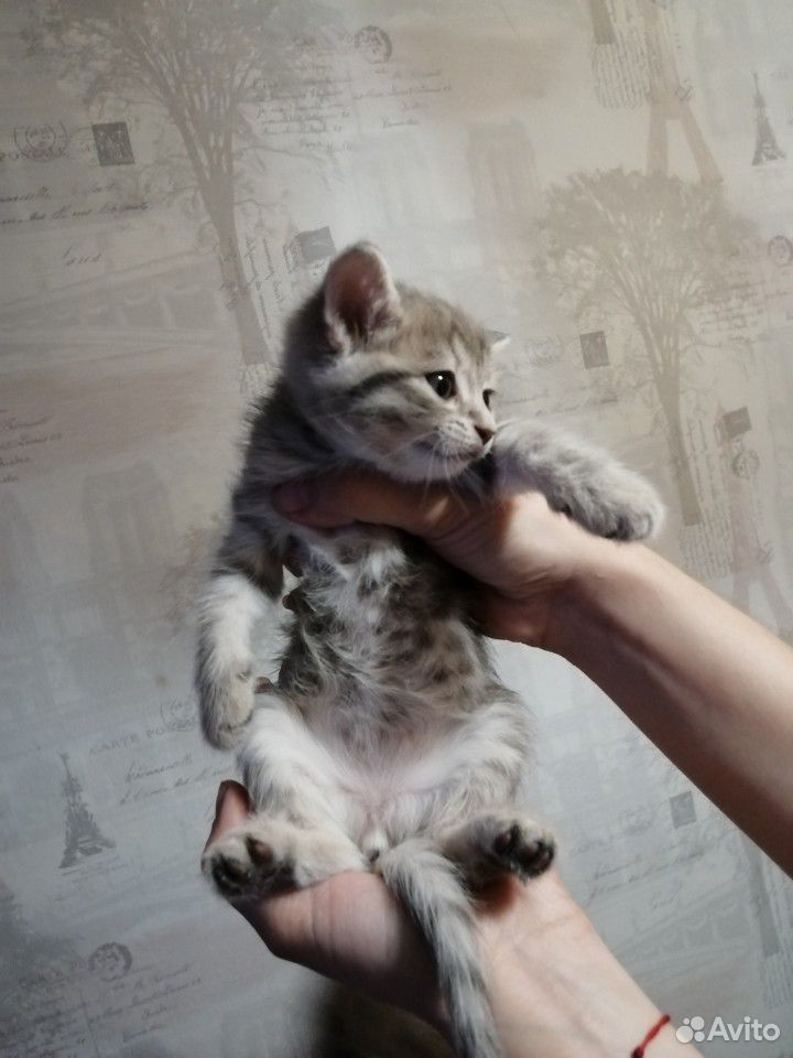Котята британской породы купить на Зозу.ру - фотография № 2