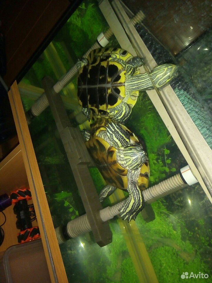 Черепахи с аквариумом купить на Зозу.ру - фотография № 4