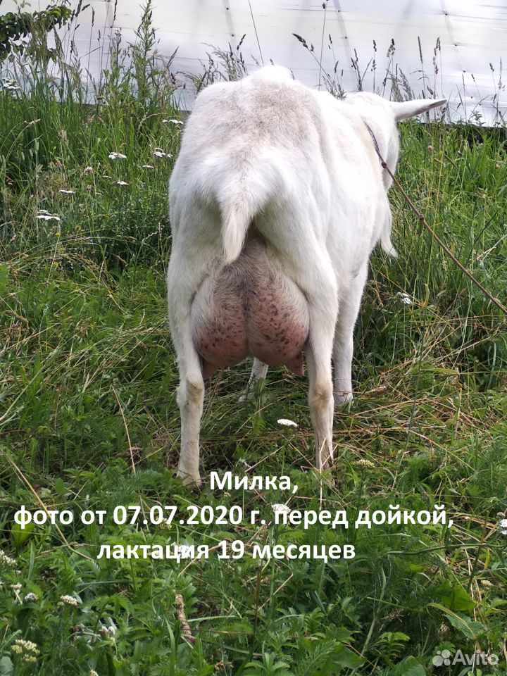 Зааненская коза, дойная и козочка купить на Зозу.ру - фотография № 3
