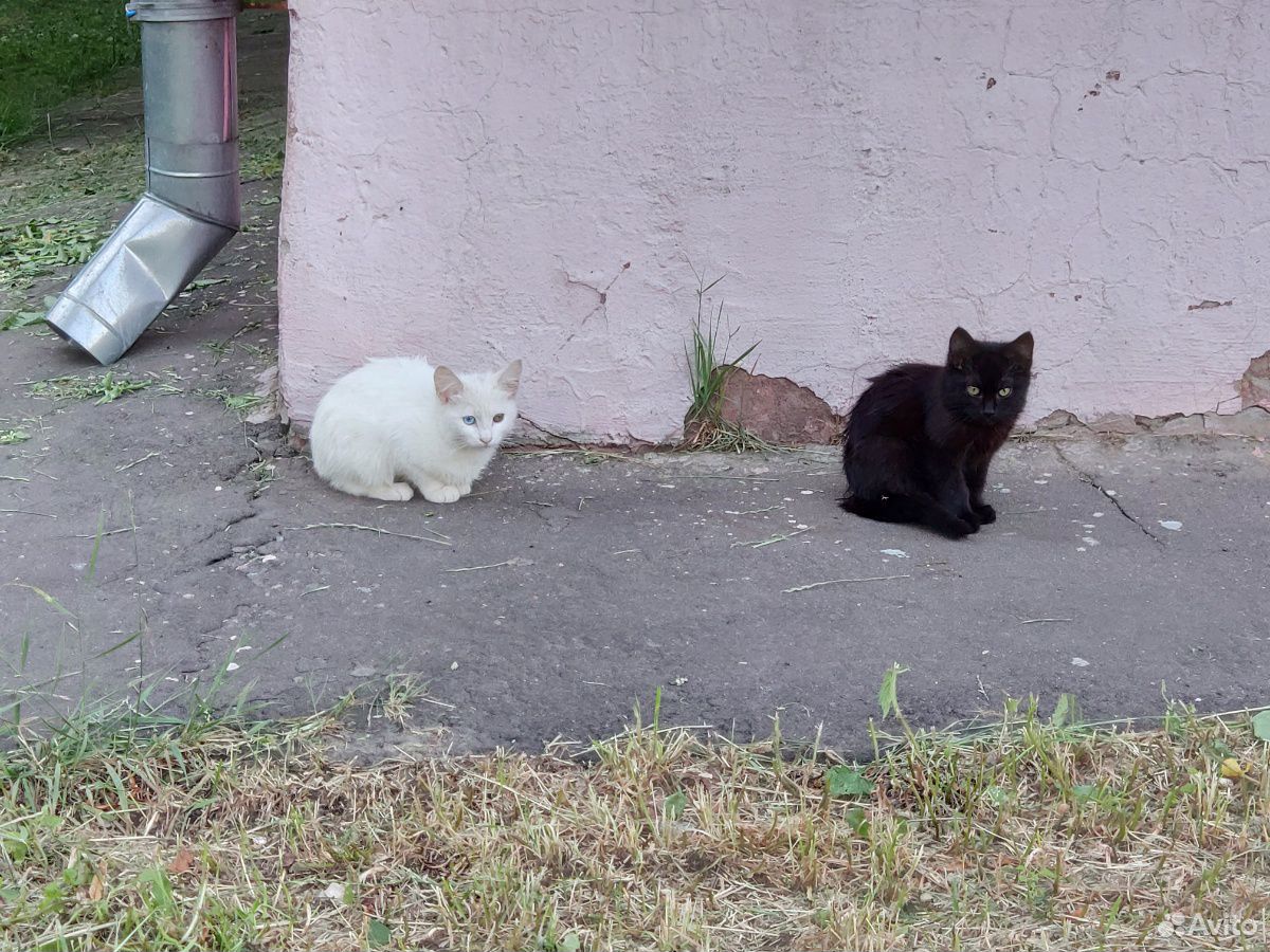 Бездомные котята купить на Зозу.ру - фотография № 7