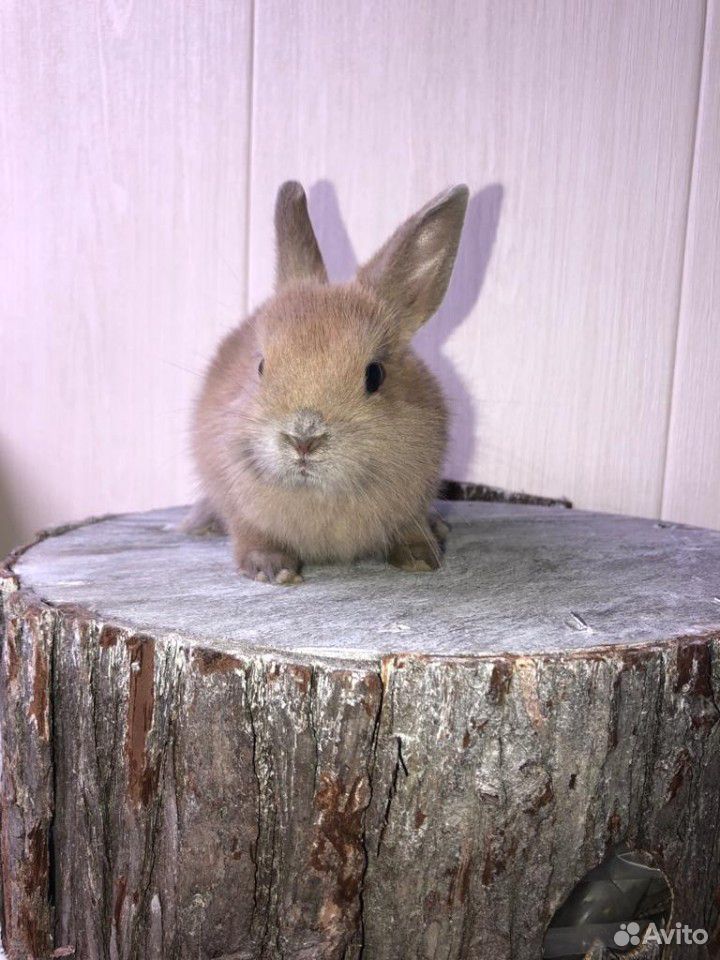 Продаю карликовых кроликов купить на Зозу.ру - фотография № 3