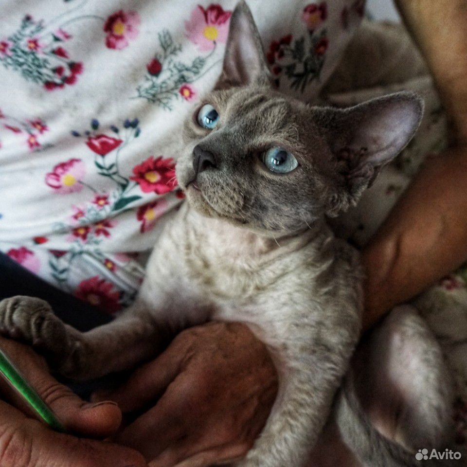 Девон-рекс котик редкого окраса купить на Зозу.ру - фотография № 3