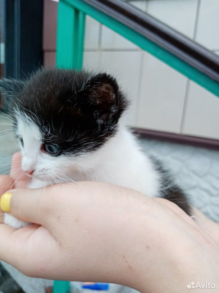 Котенок (котик) купить на Зозу.ру - фотография № 5