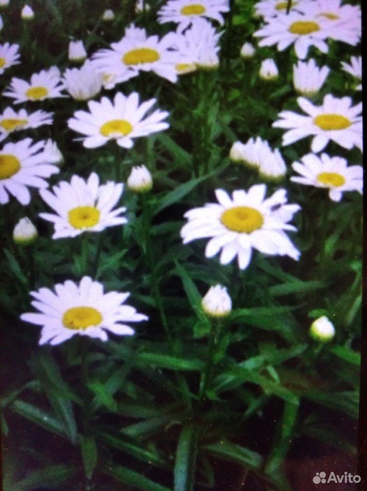 Ромашка садовая крупная белая купить на Зозу.ру - фотография № 1