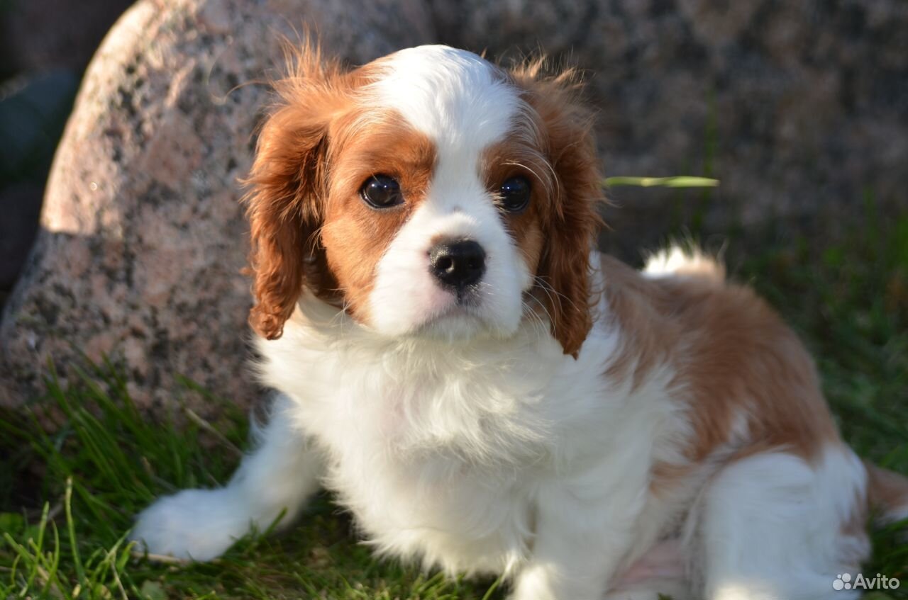 Мальчик кавалер. Кинг чарльз купить в спб. Кавалер кинг чарльз после ст. Имена для собак кавалеров мальчик. Кавалер-кинг-чарльз-спаниель купить в саратове.