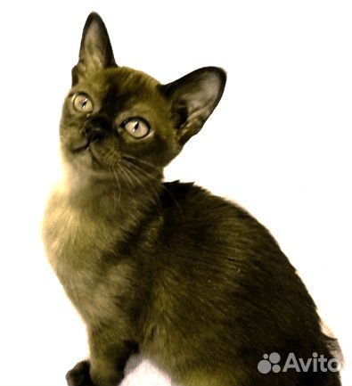 Соболиные котята 3 месяца из питомника купить на Зозу.ру - фотография № 6
