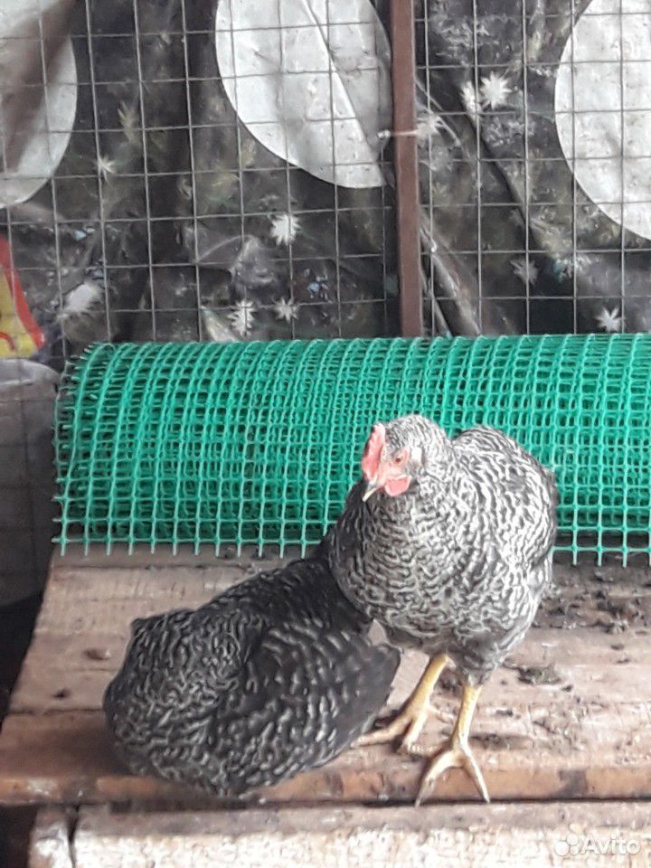 Продаю цыплят 2,5 месяца доминанты смесь с пестрым купить на Зозу.ру - фотография № 2