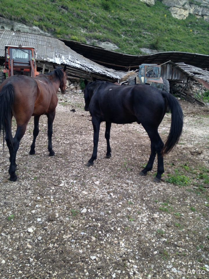 Лошади и Крс купить на Зозу.ру - фотография № 8