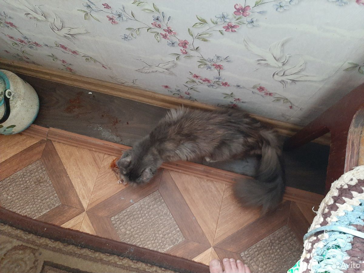 Котята порода манкул с крысыловом купить на Зозу.ру - фотография № 3