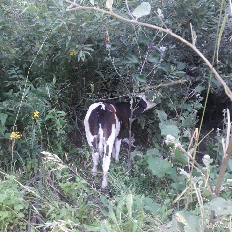 Животное корова купить на Зозу.ру - фотография № 2